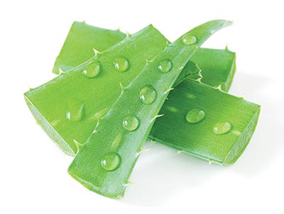 Aloe vera